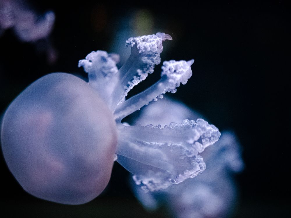 Photograph by Наталья Кокорина