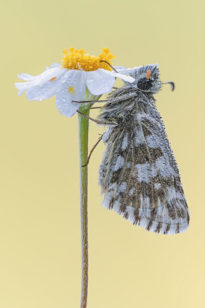 Фотография автора Massimo Tamajo