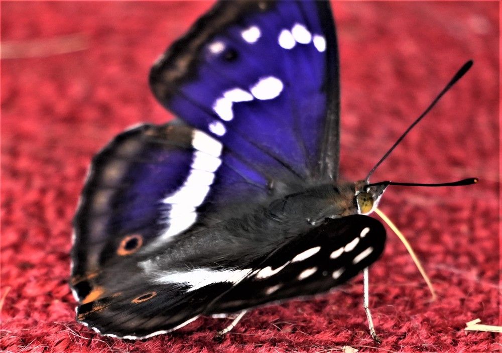 Photograph by Михаил Трусов