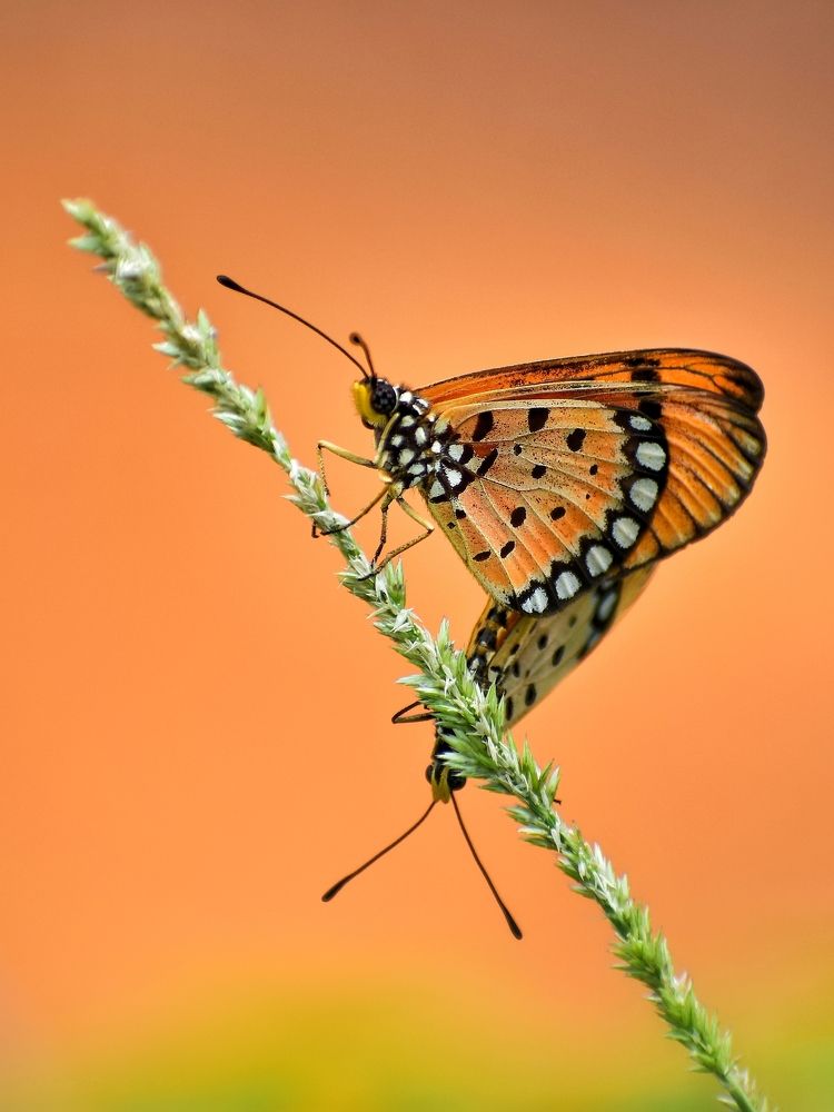 Photograph by Sayandeep Bandyopadhyay