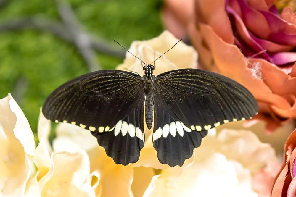 Photograph by Кермен Манджиева