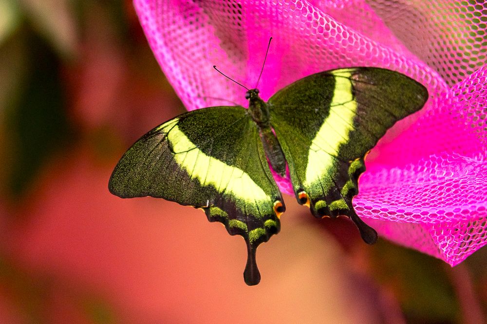 Photograph by Кермен Манджиева