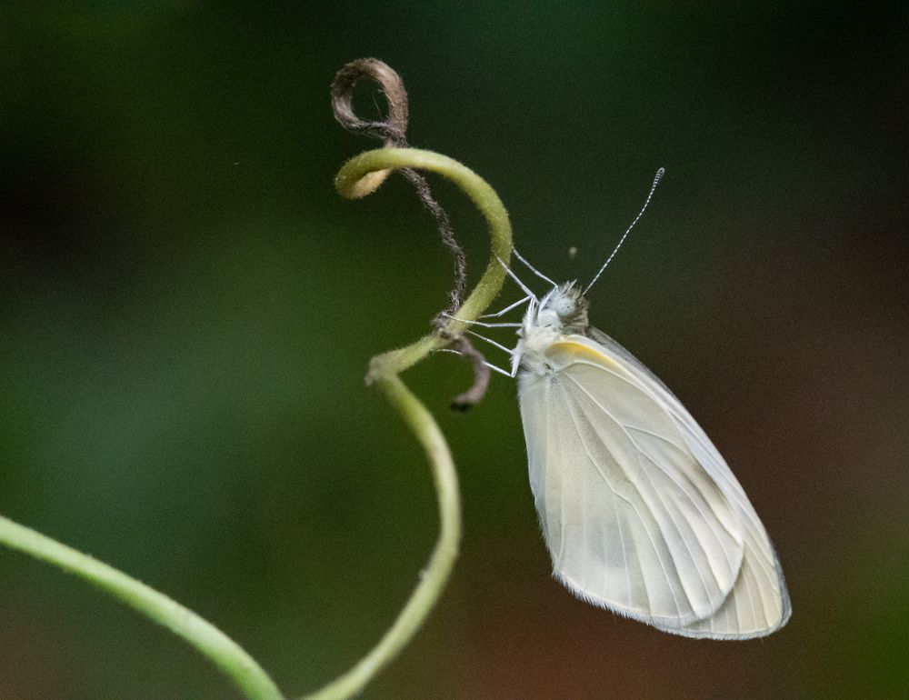 Photograph by Roy Mantu