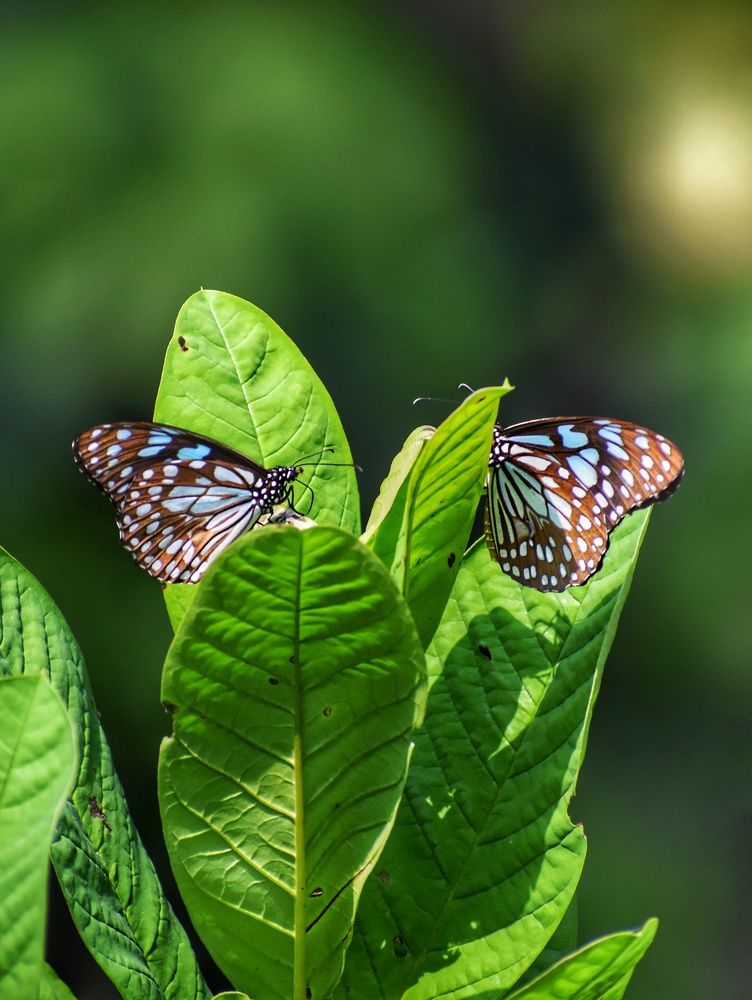 Photograph by Joy Karmakar