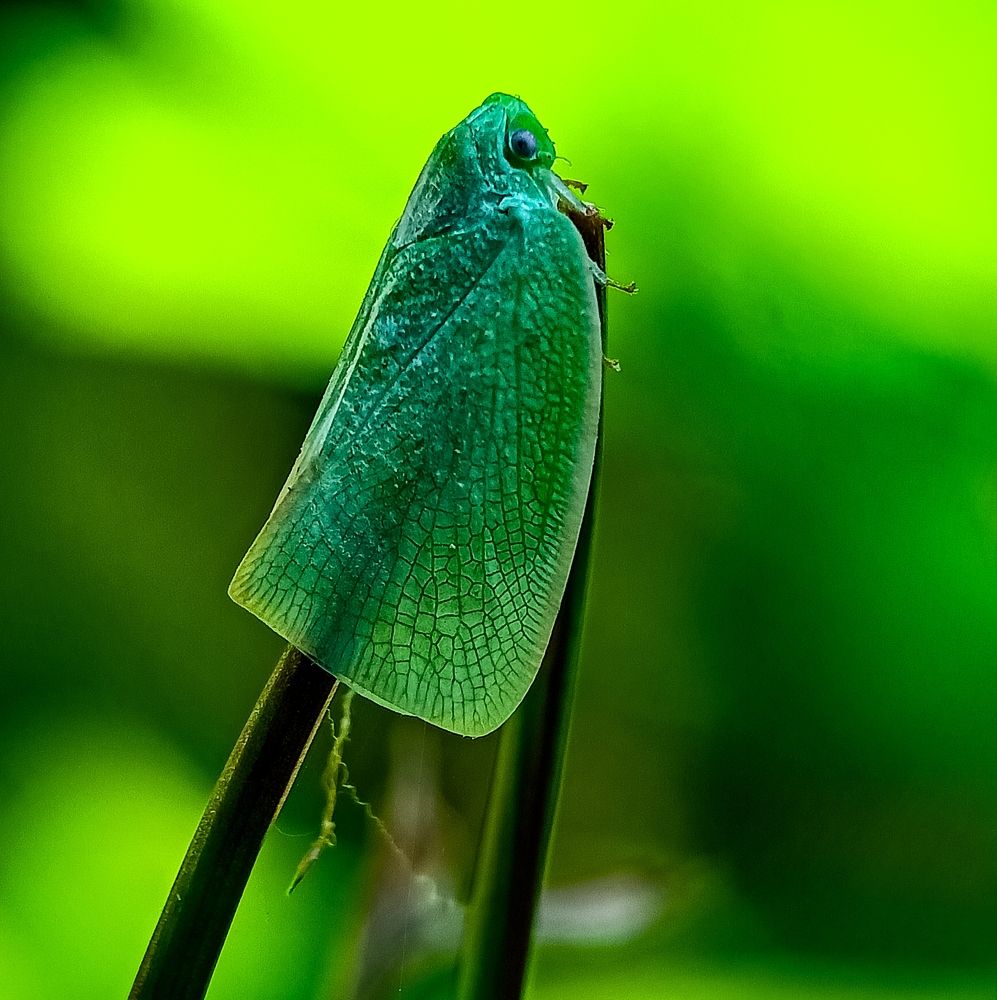 Photograph by Roy Mantu