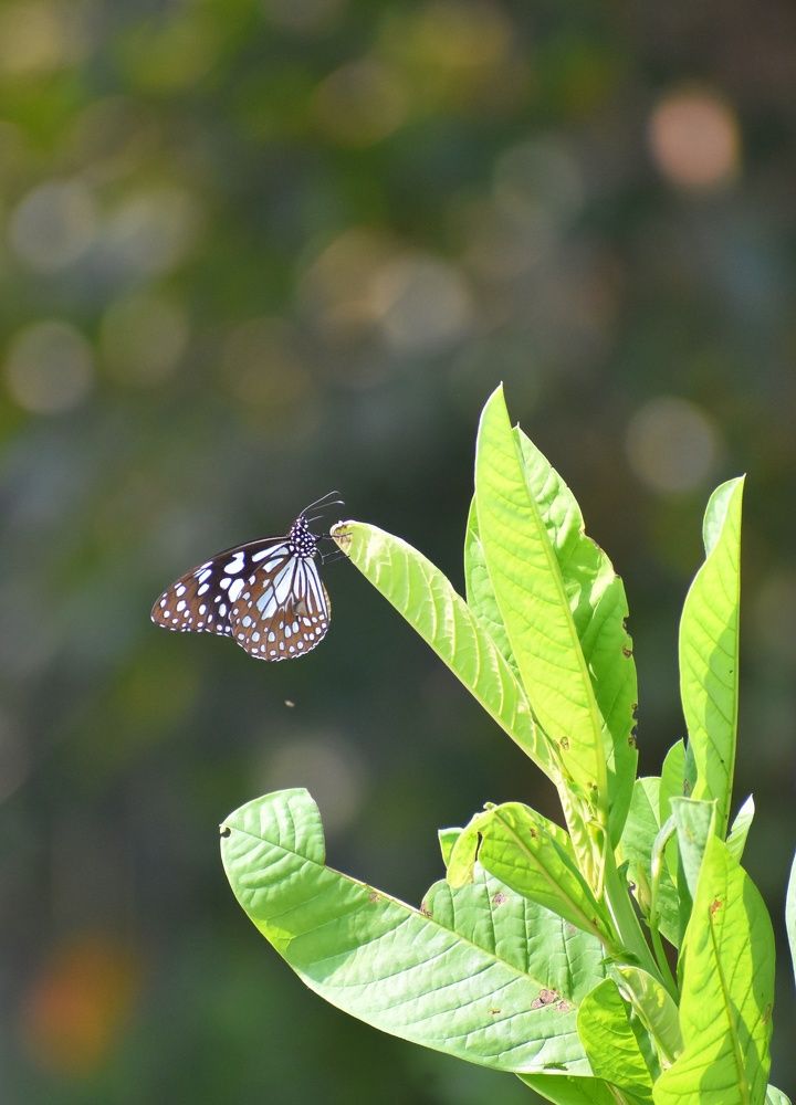 Photograph by Joy Karmakar