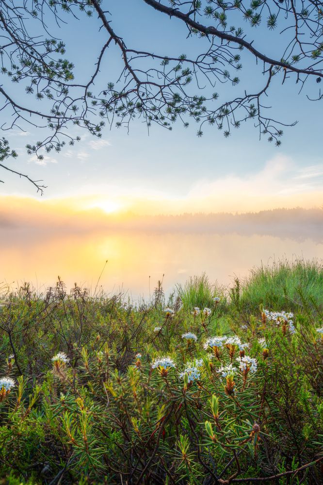 Photograph by Gureva Elena