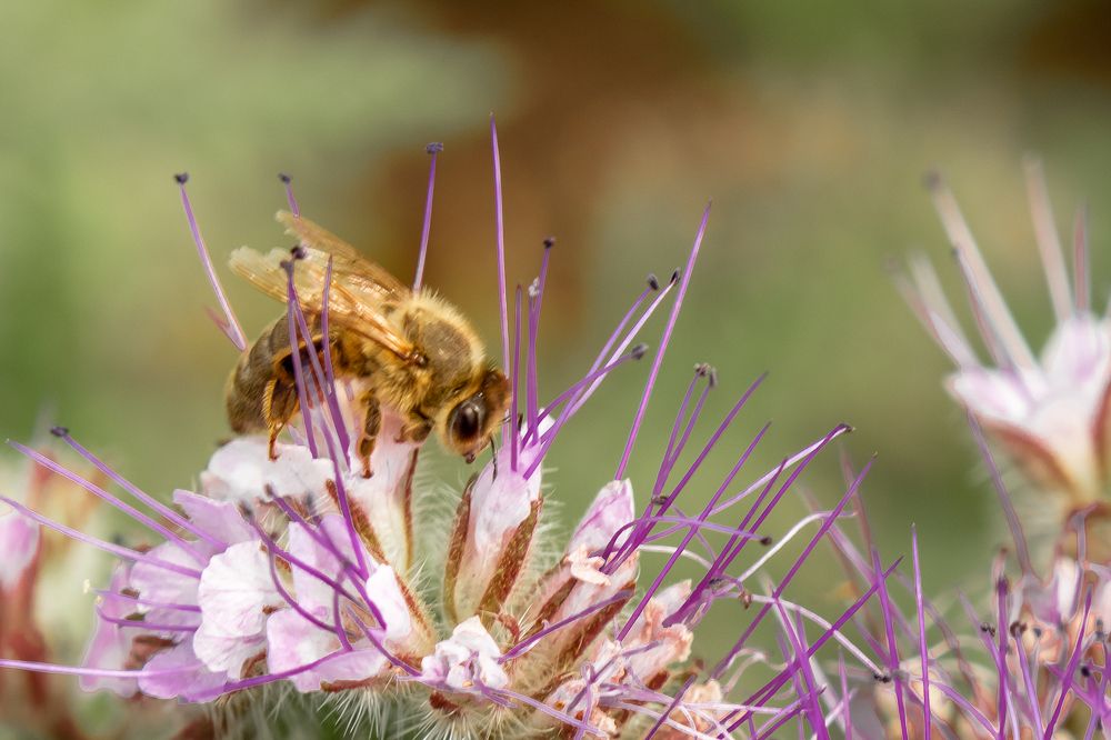 Photograph by Кермен Манджиева