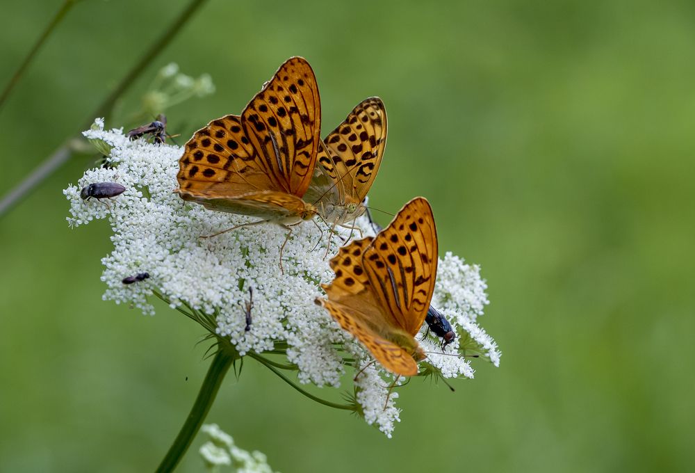 Photograph by александр лялин