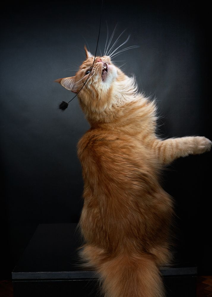 Фотография автора Владимир Борисов