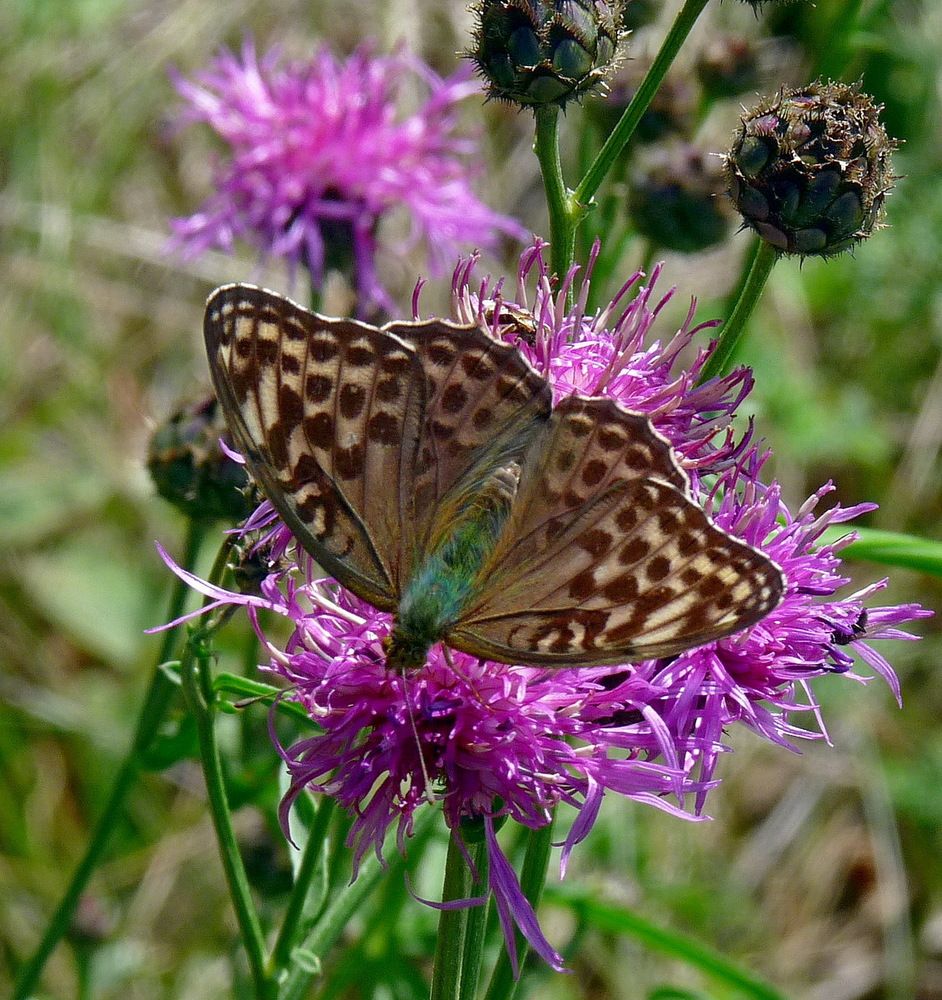 Photograph by Игорь Меньшенин