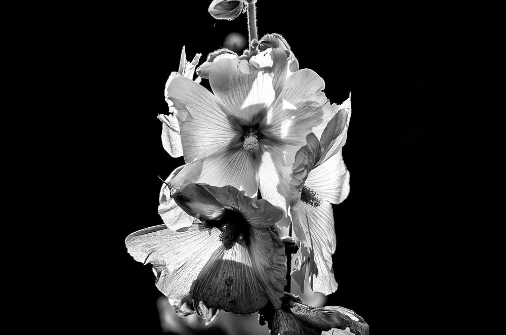 Photograph by Даниил Марков