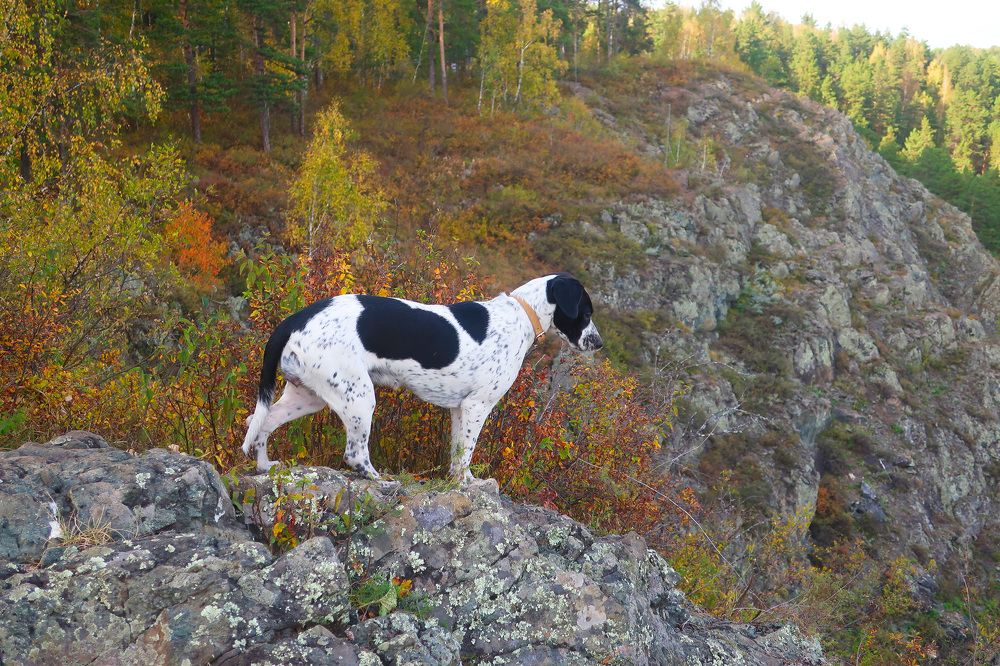Пальма на Бердских скалах