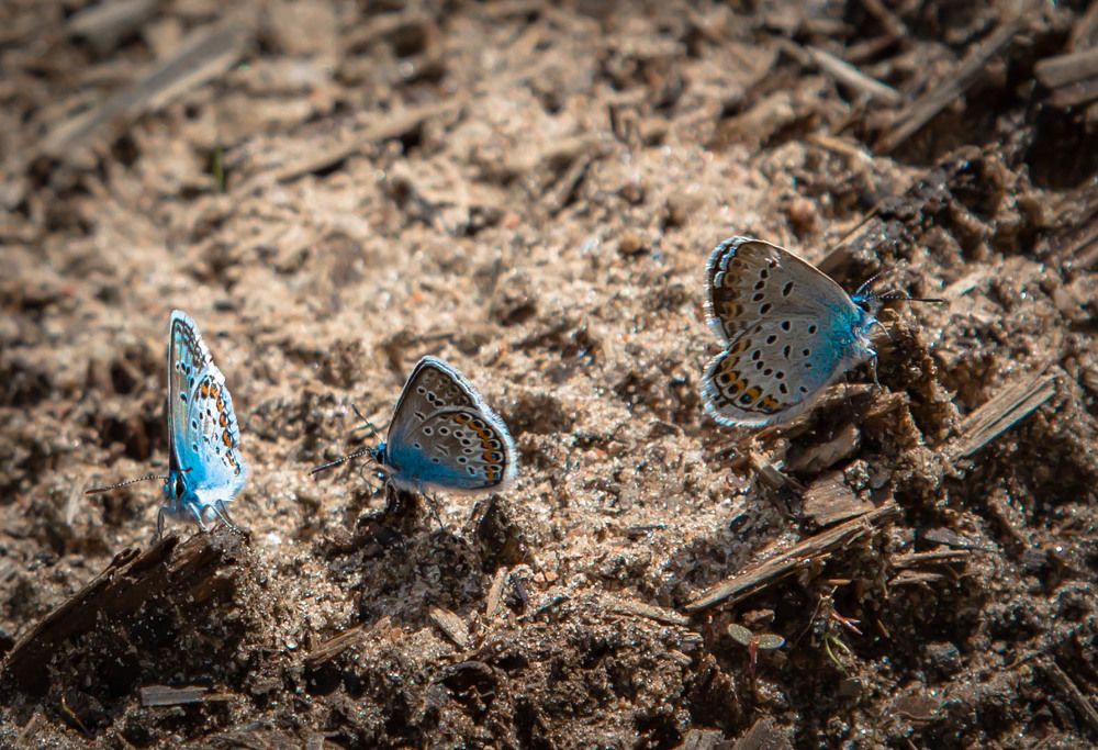 Photograph by Ольга Сафронова