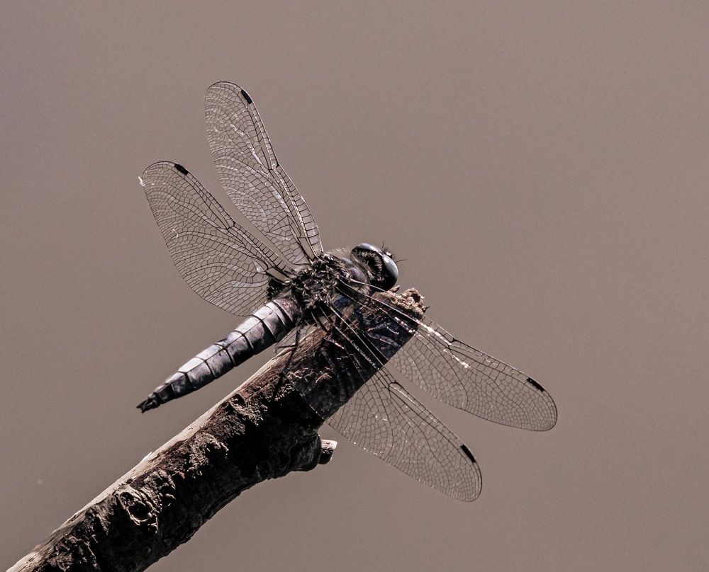 Photograph by Tatyana Polutina