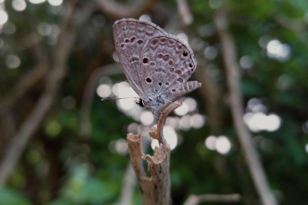 Фотография автора Subham Banerjee