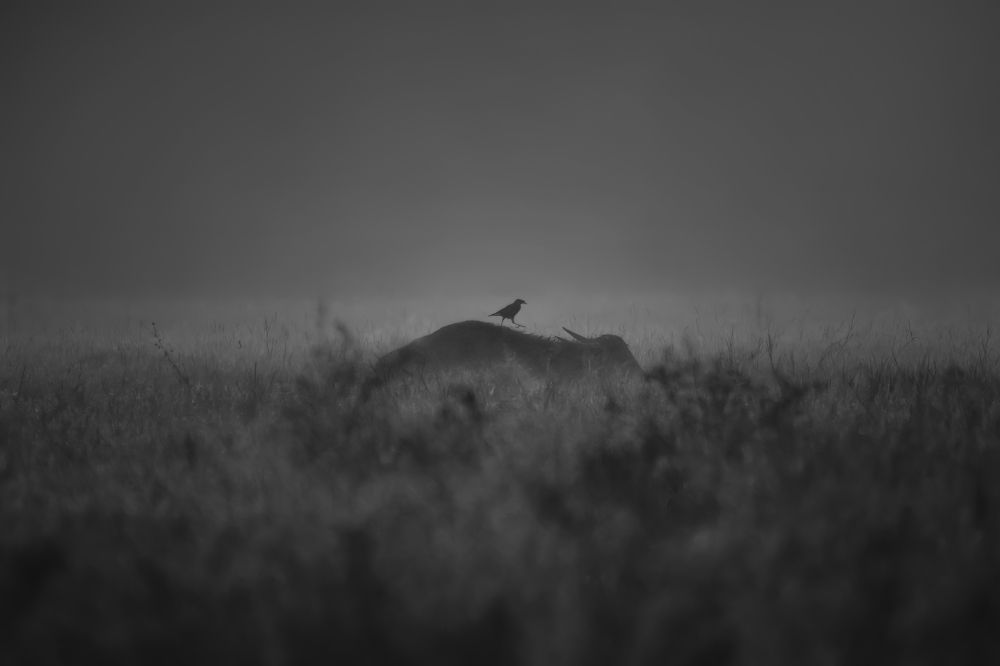 Photograph by Muhammed Zidan Photography