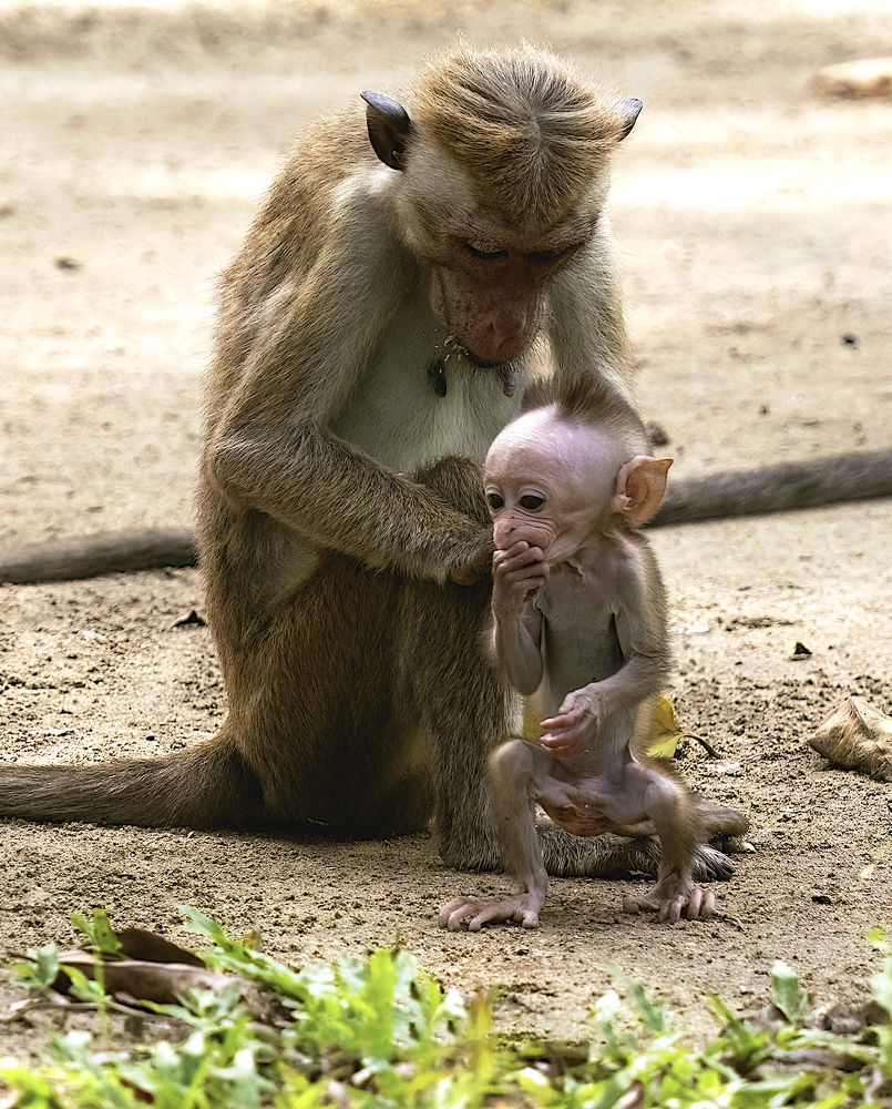 Photograph by HEMAMALI GUNASEKARA