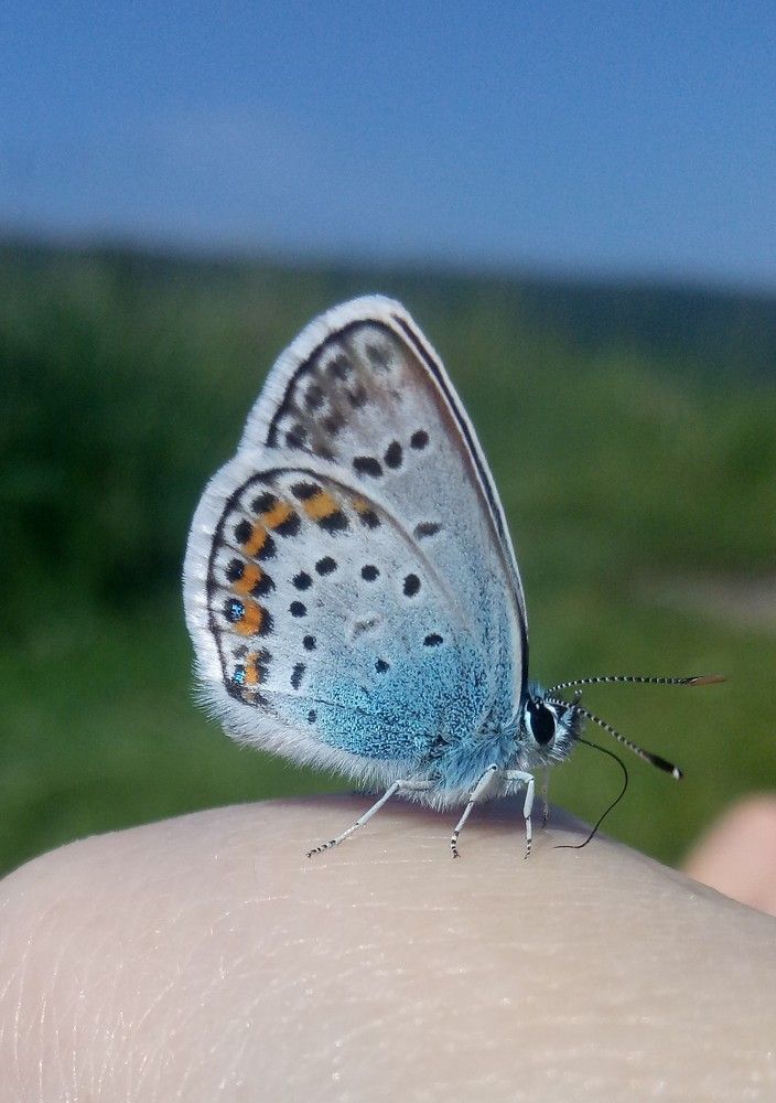 Голубянка небесная!