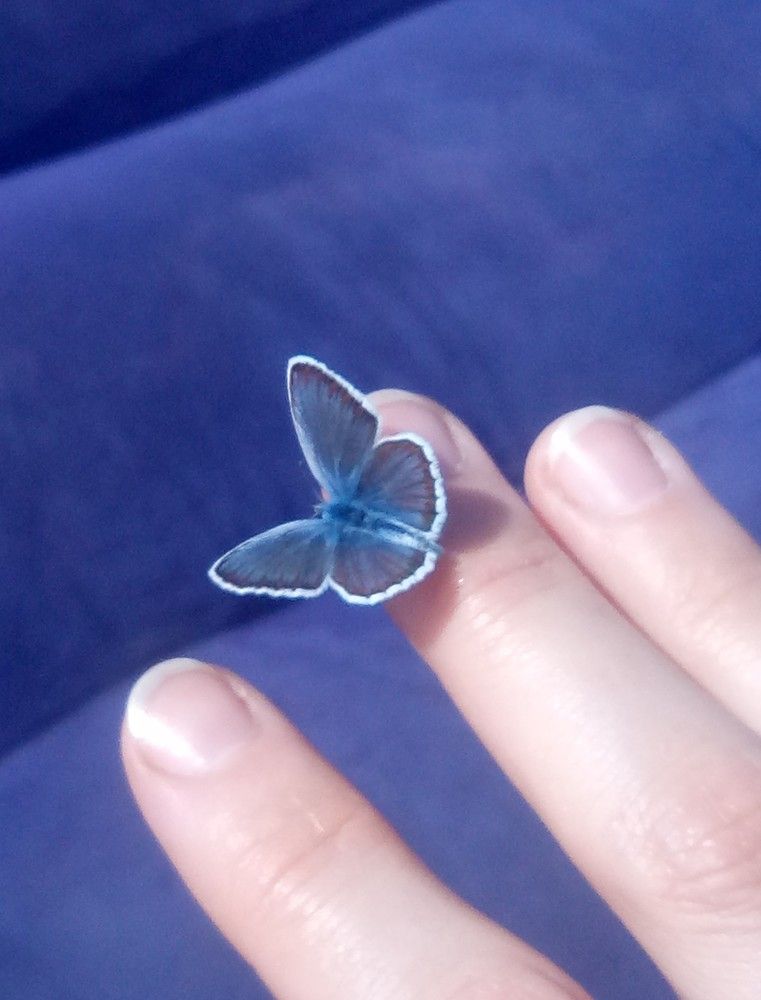 Голубянка небесная!