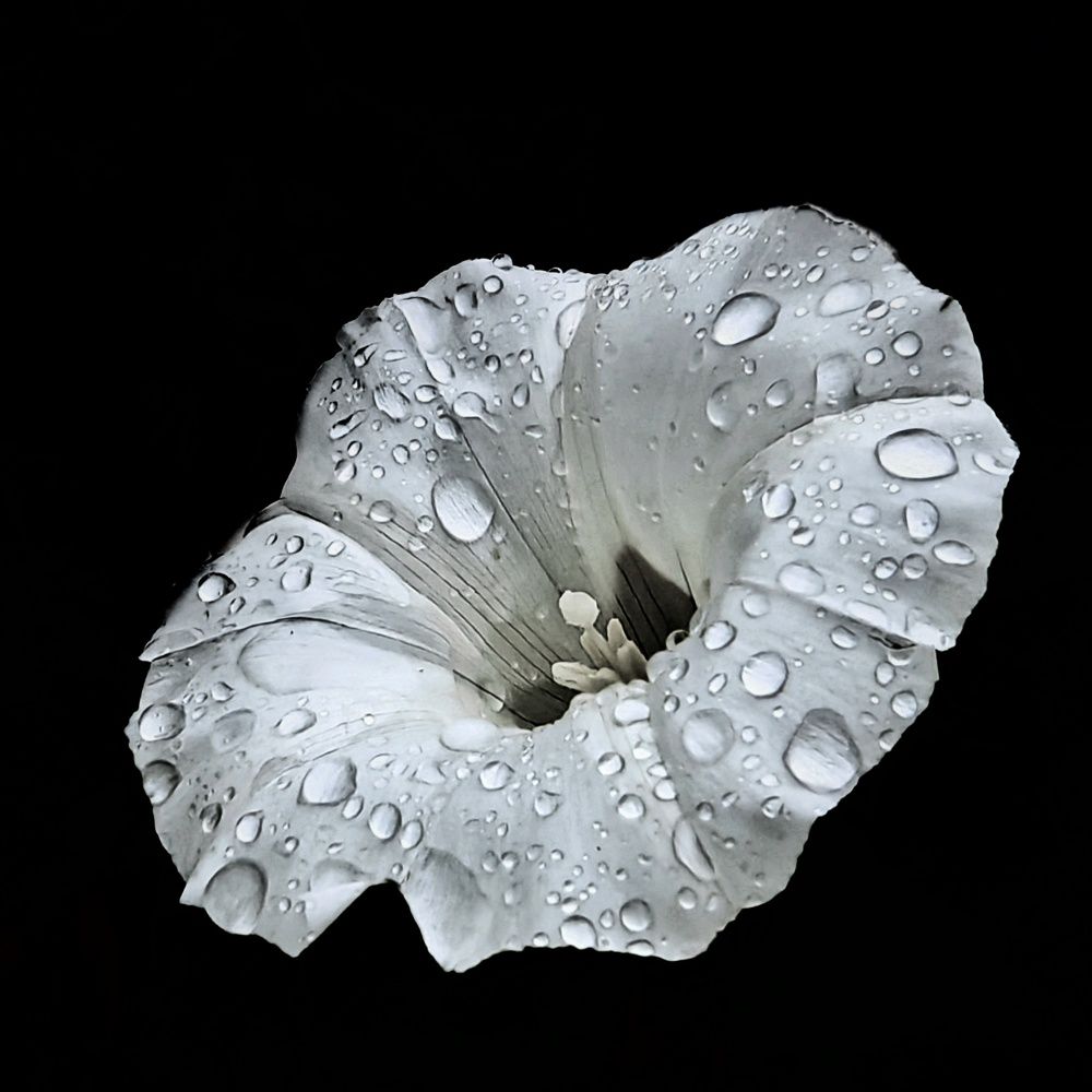 Photograph by Юрий Полушин