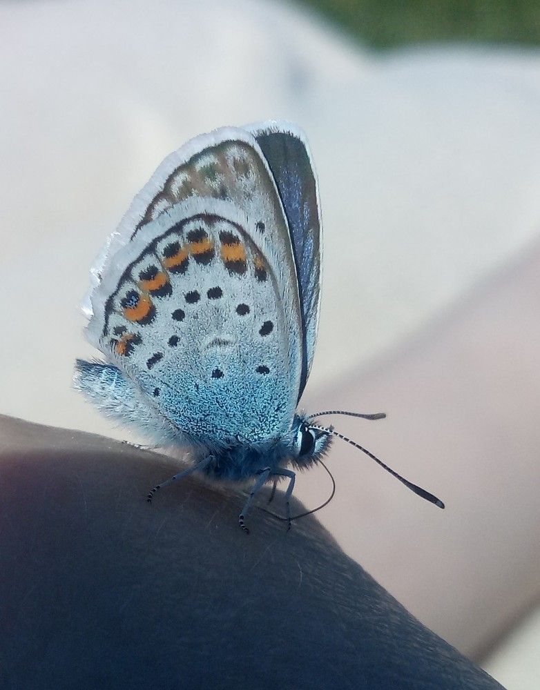 Голубянка небесная!