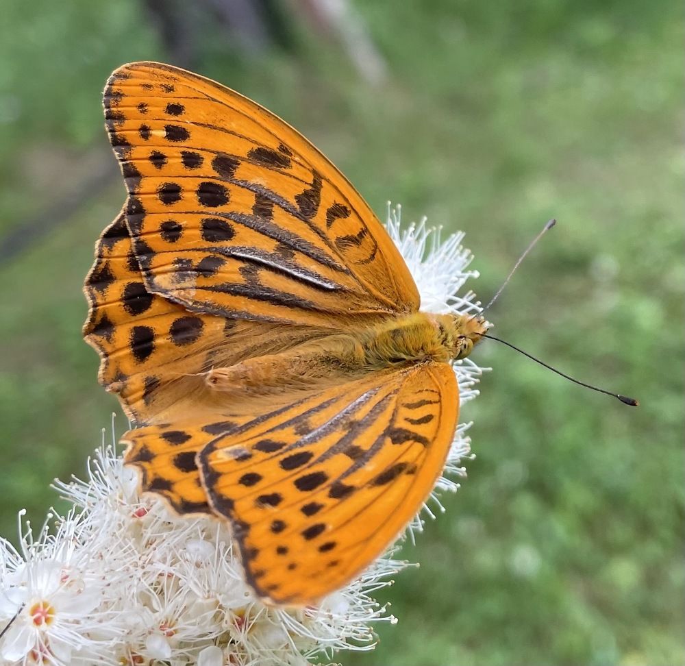 Photograph by Светлана Хохлова