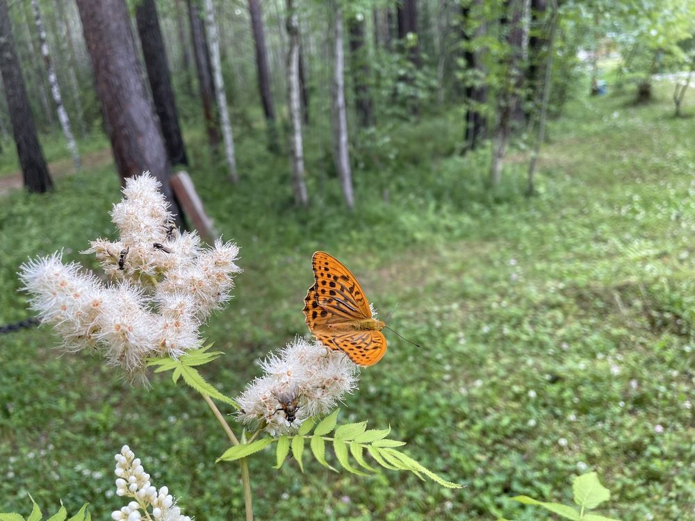 Photograph by Светлана Хохлова