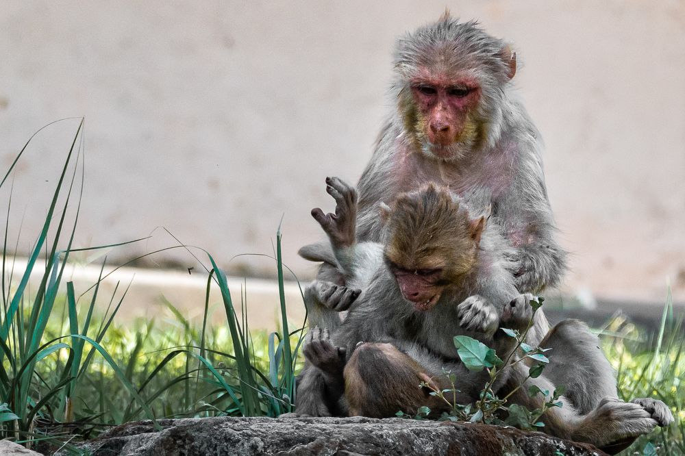 Photograph by Siddhartha Roy Choudhury