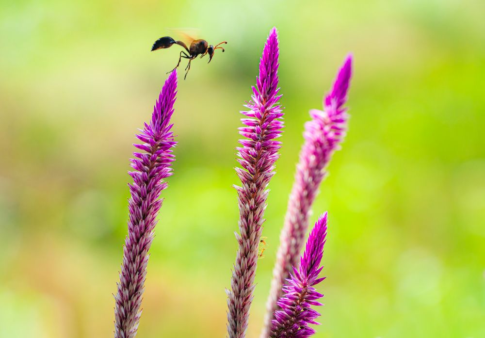 Traffic in Micro Life