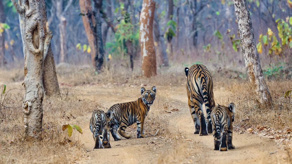 Don't worry mom, I'm keeping a watch!