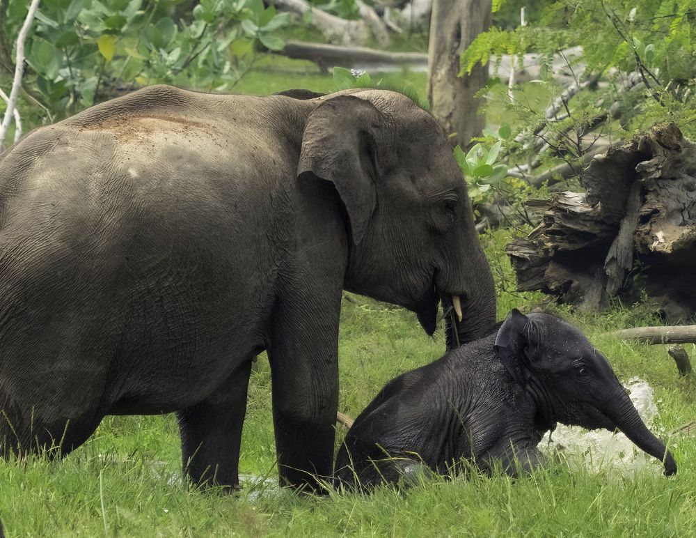 Photograph by HEMAMALI GUNASEKARA