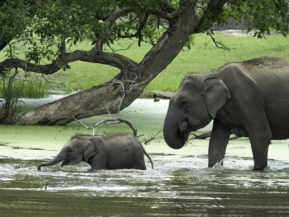 Photograph by HEMAMALI GUNASEKARA