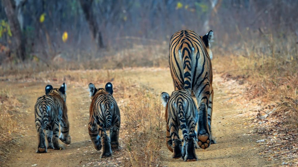 Walking in your footsteps!