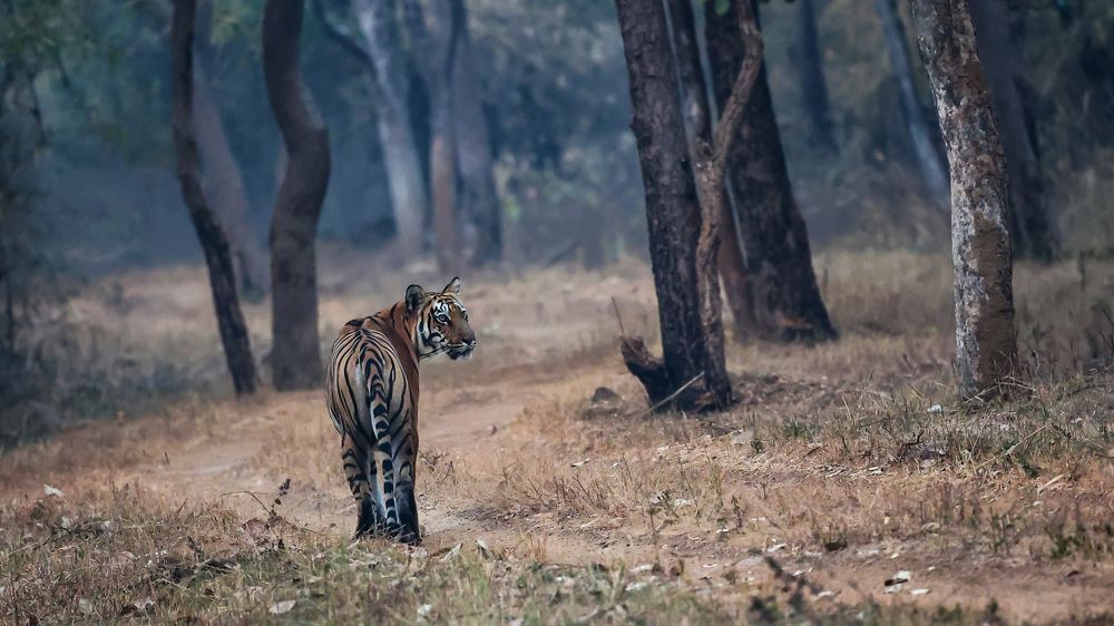 Pausing for the Pose!