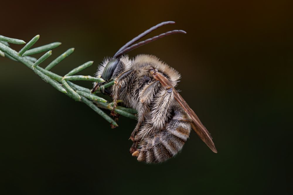 Photograph by Алтуфьев Сергей