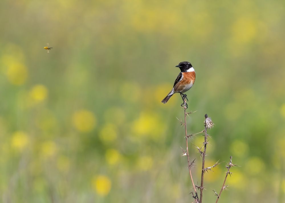 Photograph by Vahid Yavari