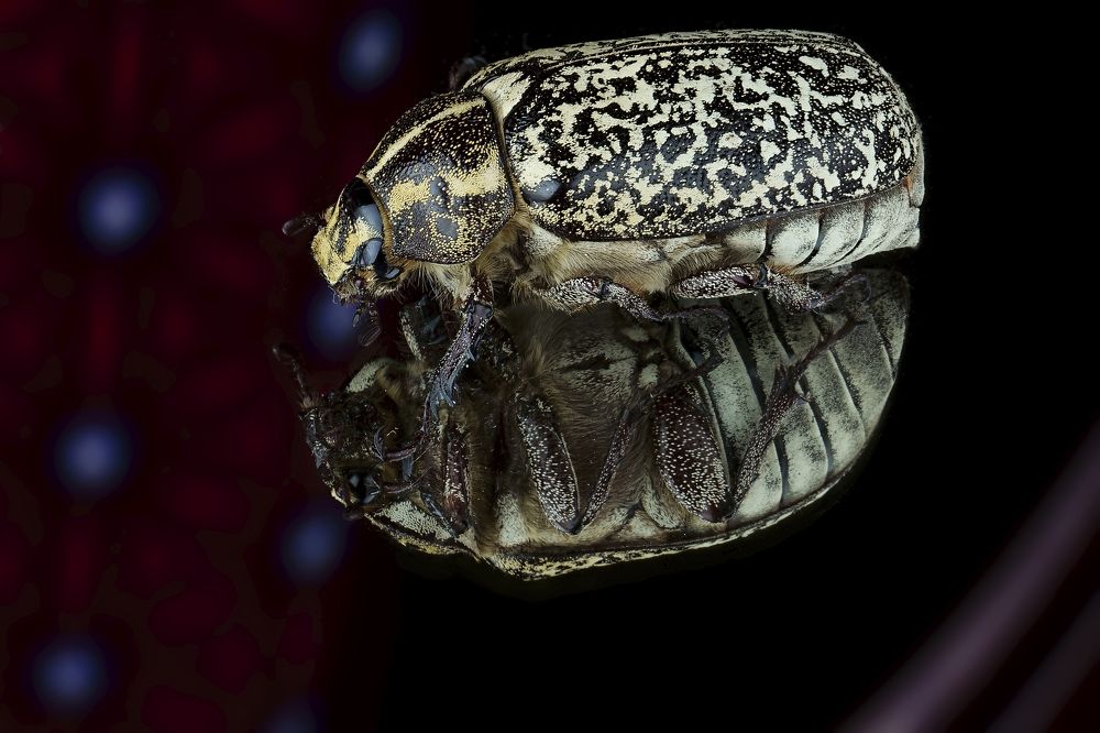 Photograph by Дашдемир Мамедов