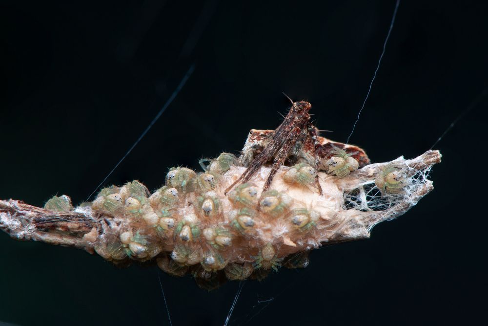 Photograph by Chamara Sulakkhana Polwatta Siriyalage