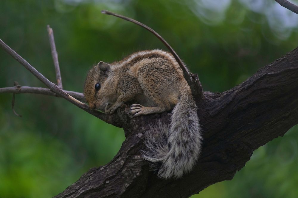 Indian squirrel
