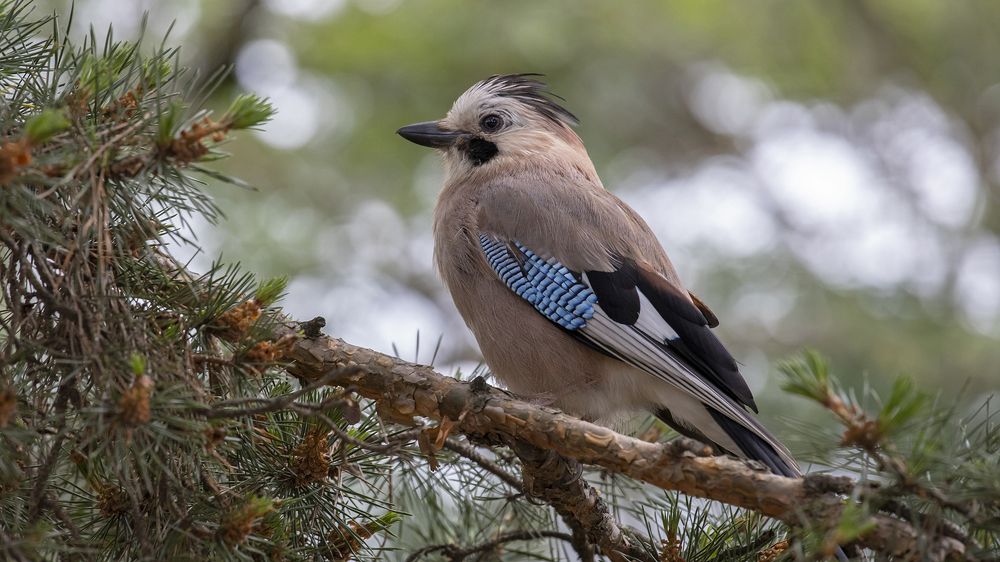 В сосновом бору