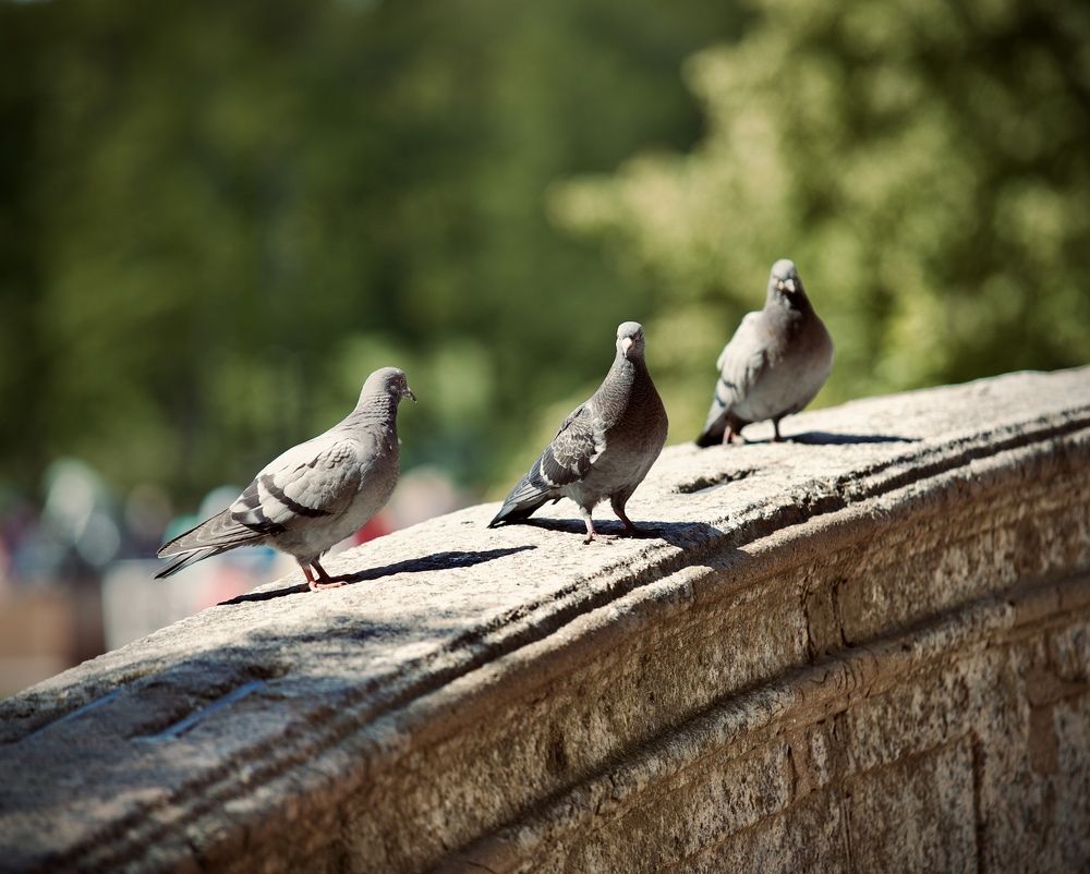 Екатерининский парк