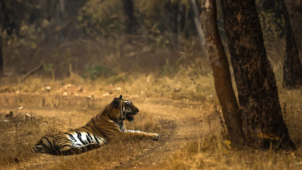 Tiger Tiger Burning Bright!