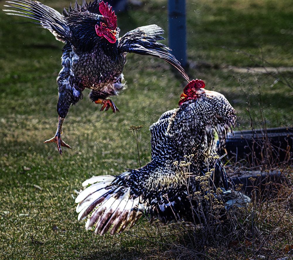 Photograph by Анатолий Веремеев