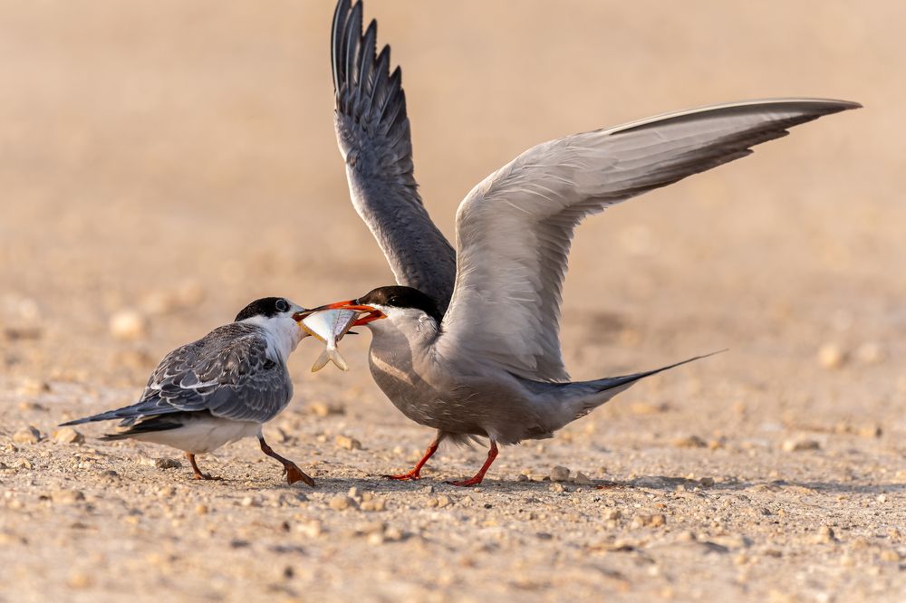 Photograph by Sunil Dhar