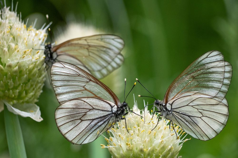 Photograph by Сергей Забиякин