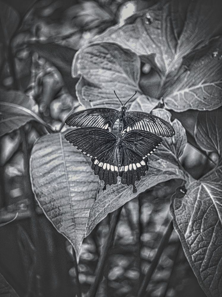 Photograph by Shuvodeep Ghosh