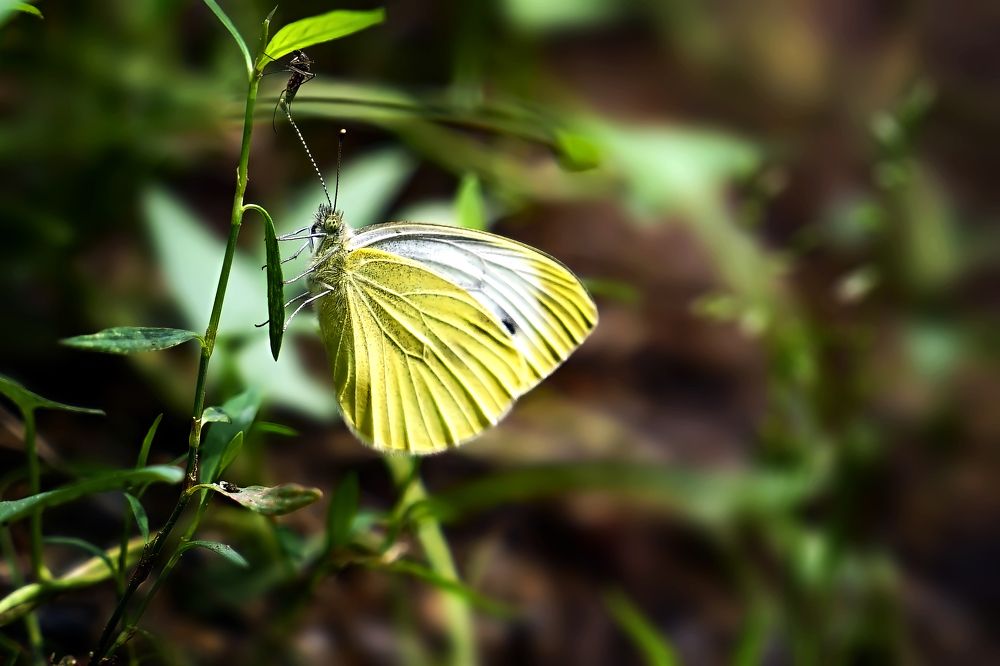 Photograph by Дашдемир Мамедов