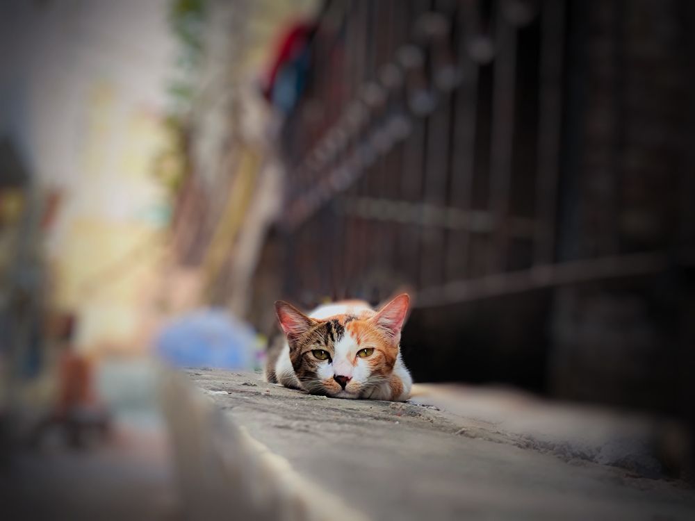 Photograph by HARSHIT MISHRA