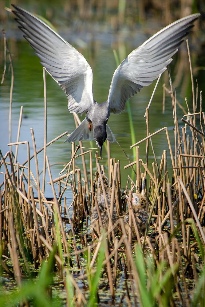 Photograph by Оксана Маховская